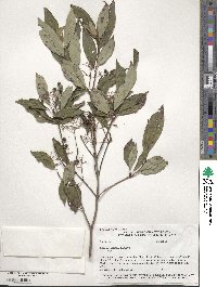 Cornus racemosa image