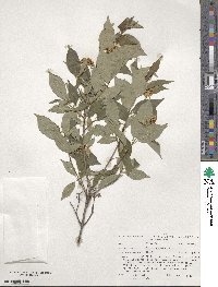 Cornus racemosa image