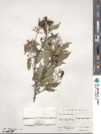 Cornus racemosa image