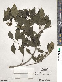 Cornus racemosa image
