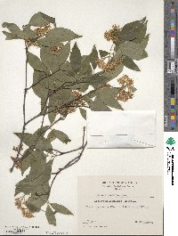 Cornus racemosa image