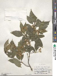 Cornus racemosa image