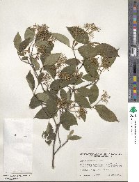 Cornus racemosa image