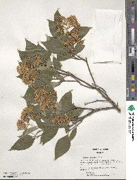 Cornus racemosa image