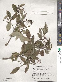 Cornus racemosa image