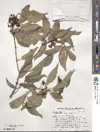 Cornus racemosa image