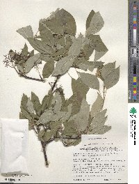 Cornus racemosa image