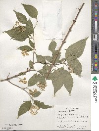 Cornus racemosa image