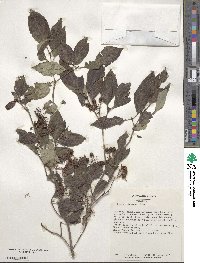 Cornus racemosa image