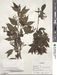Cornus racemosa image