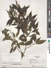 Cornus racemosa image