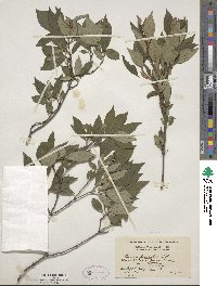 Cornus racemosa image