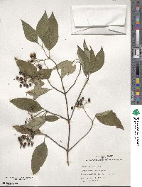 Cornus racemosa image