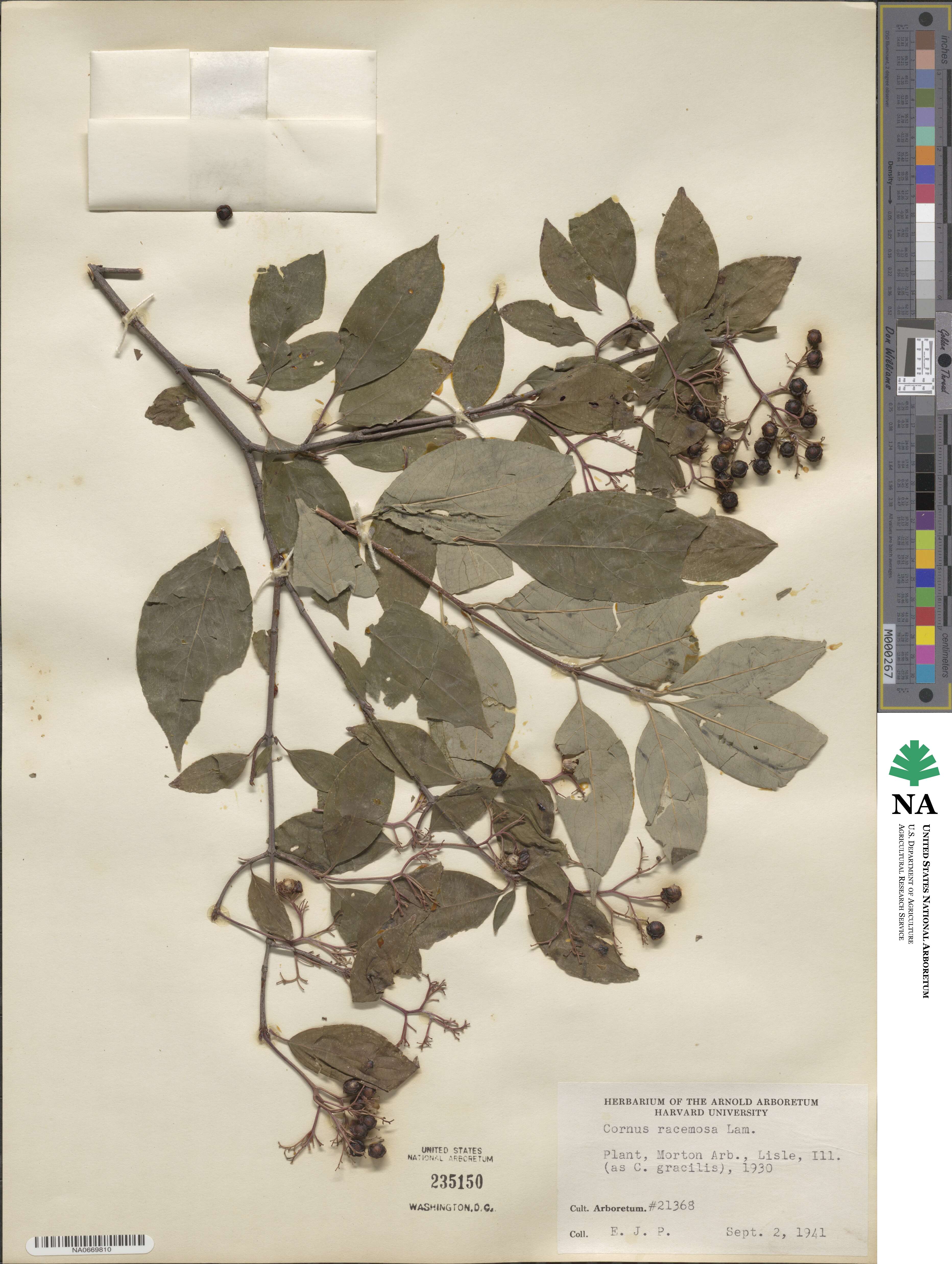 Cornus racemosa image