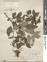 Cornus racemosa image