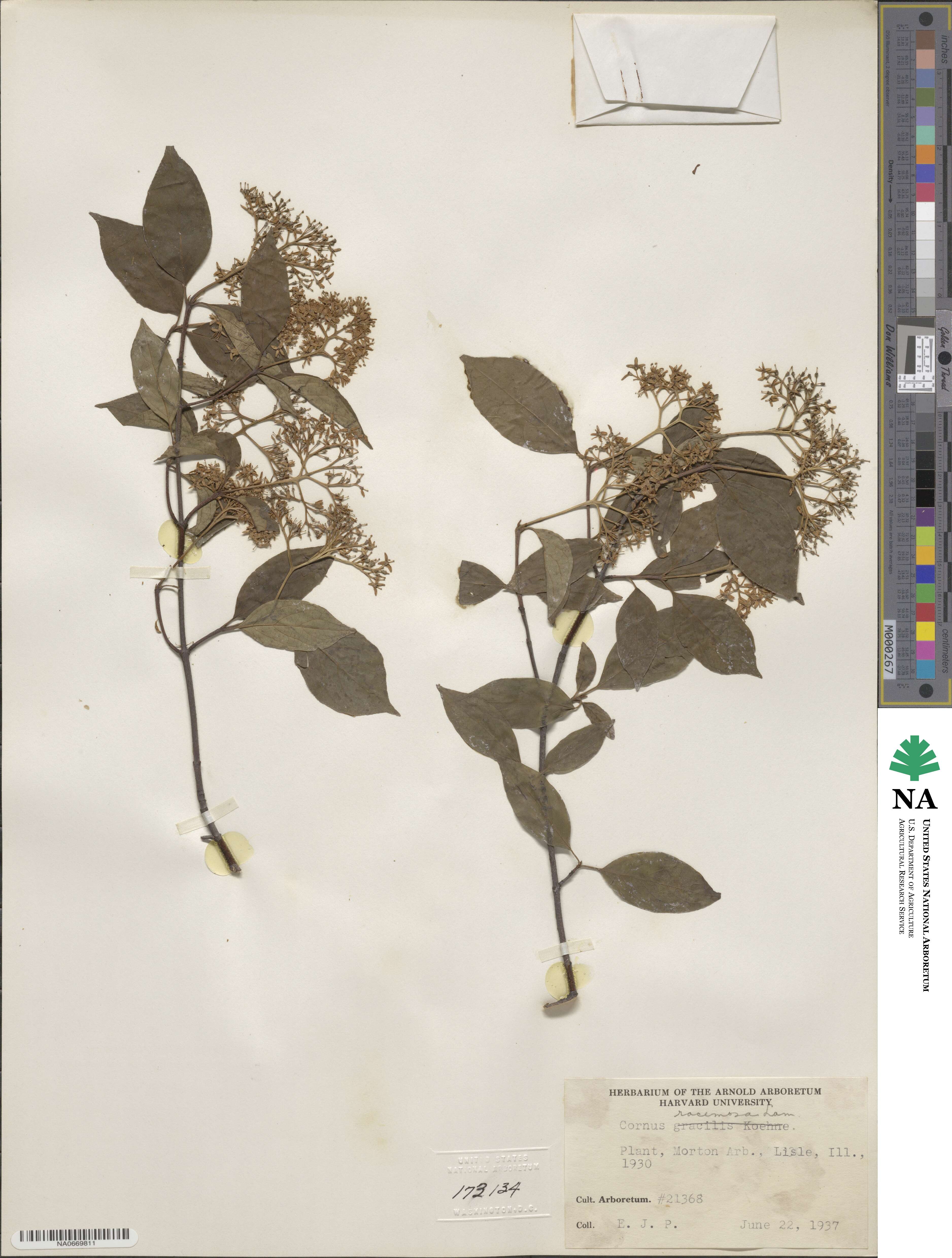 Cornus racemosa image