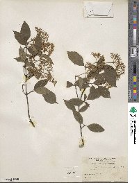 Cornus racemosa image