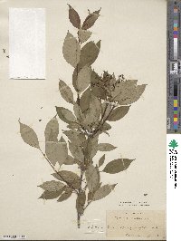 Cornus racemosa image