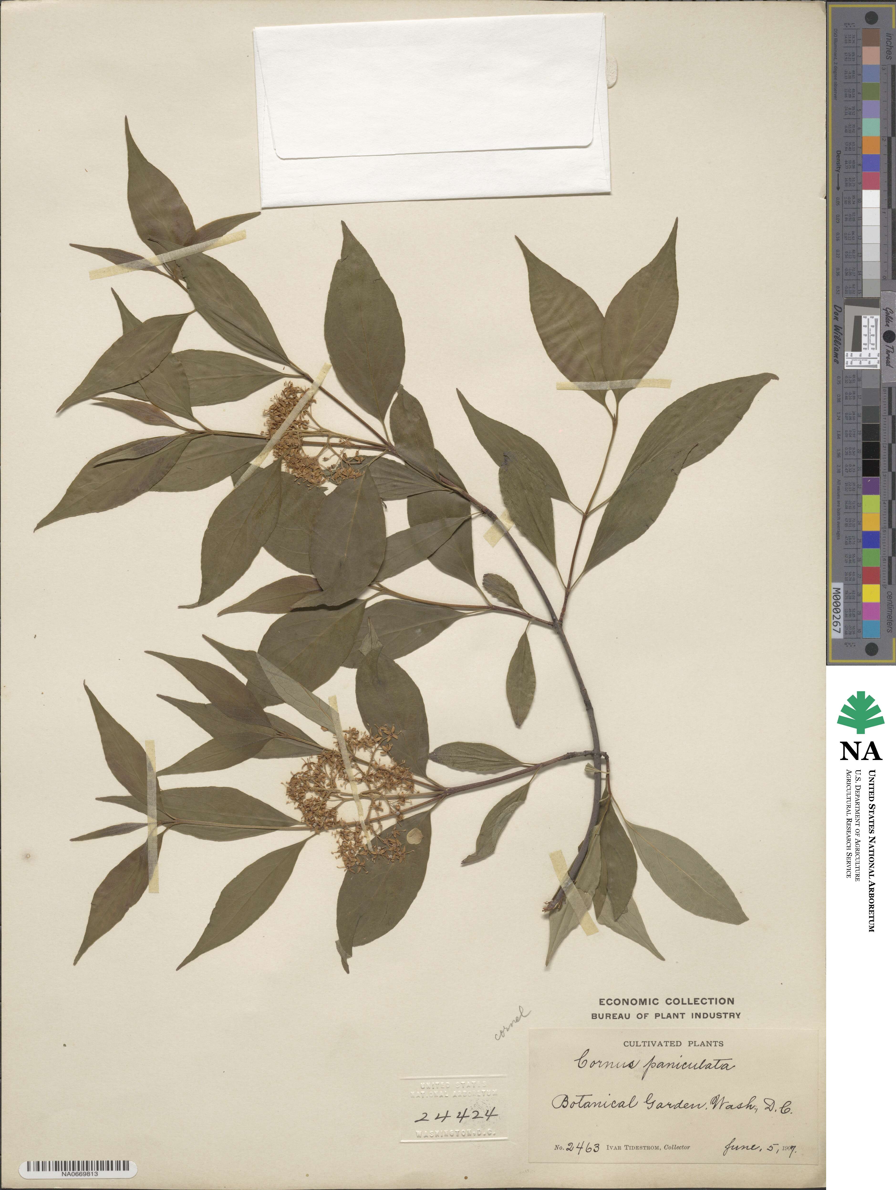 Cornus racemosa image
