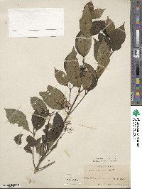 Cornus racemosa image