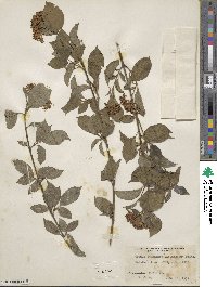 Cornus sanguinea image