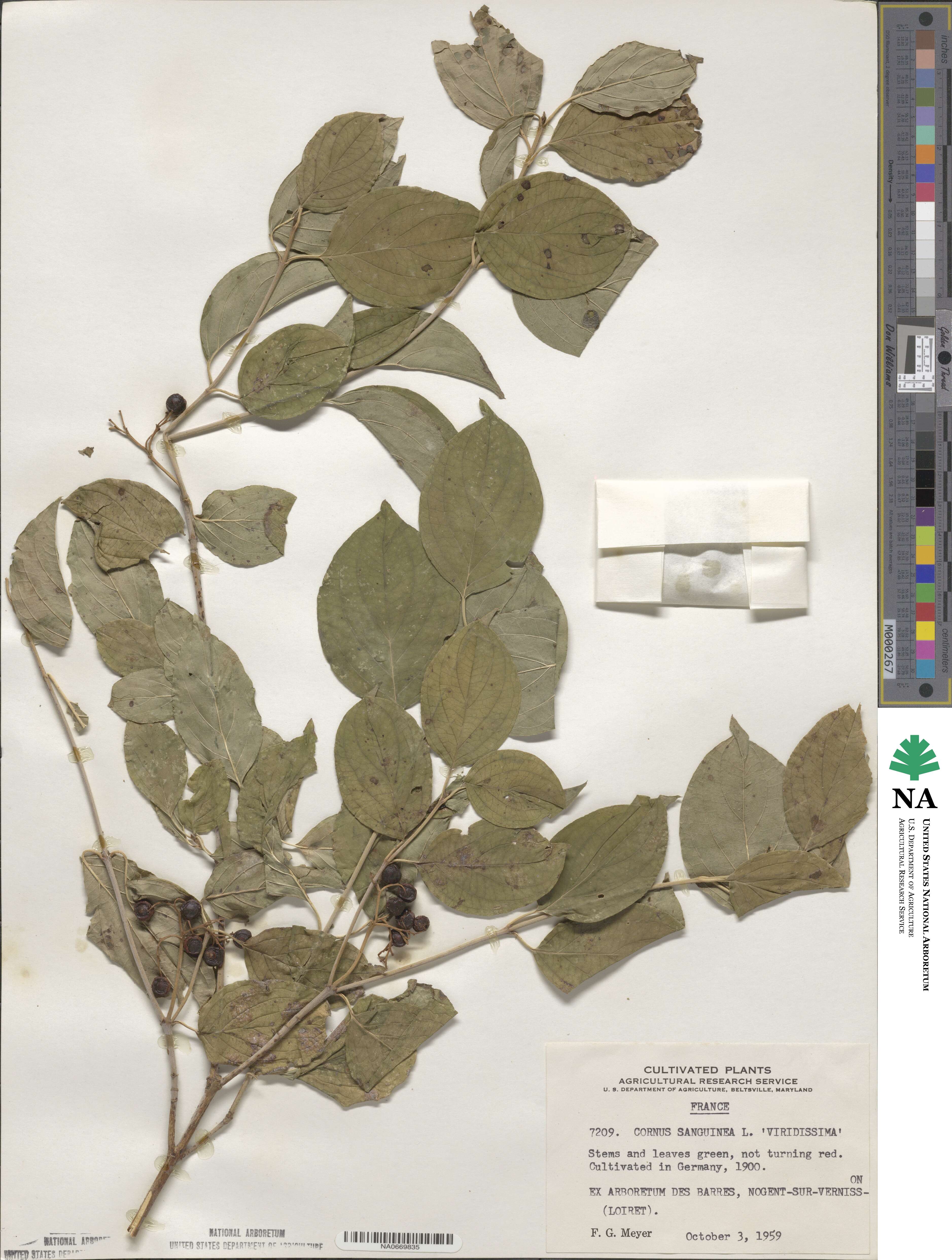 Cornus sanguinea subsp. sanguinea image