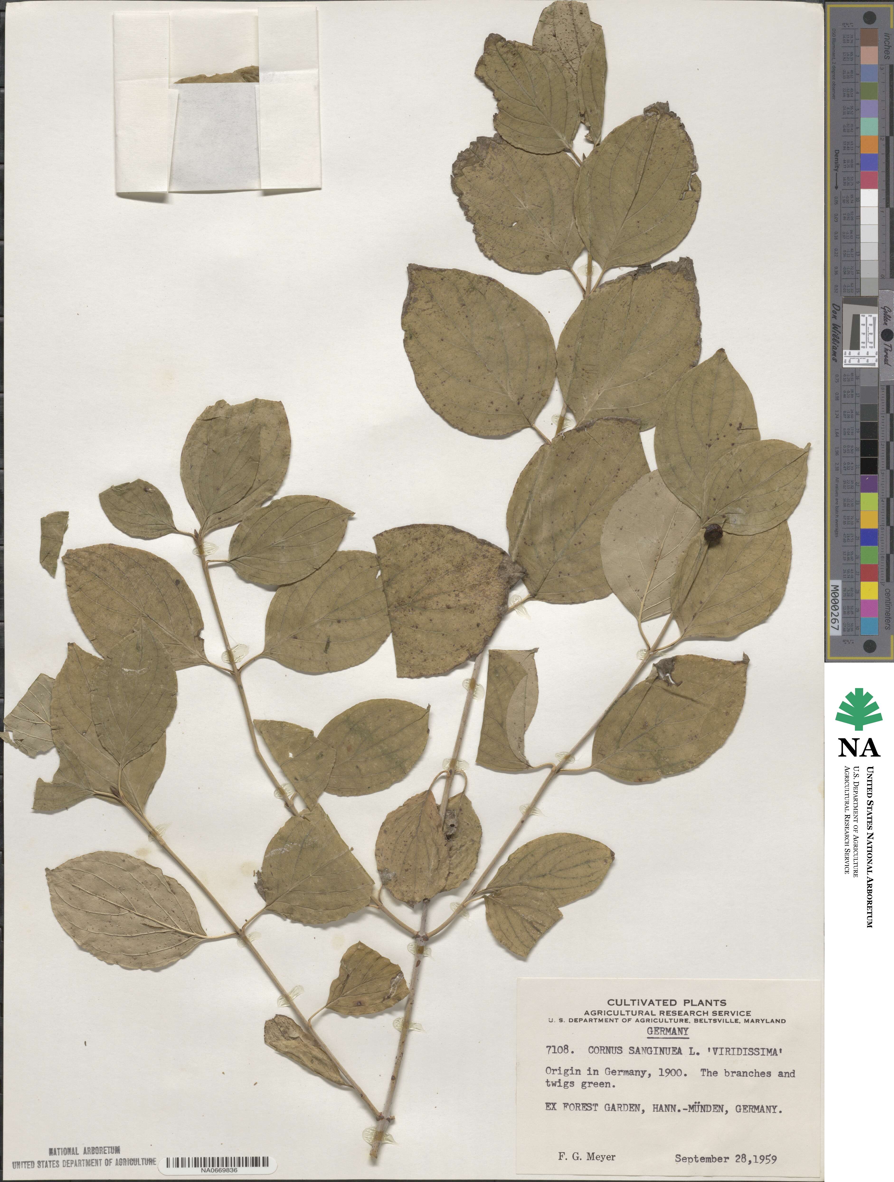 Cornus sanguinea image