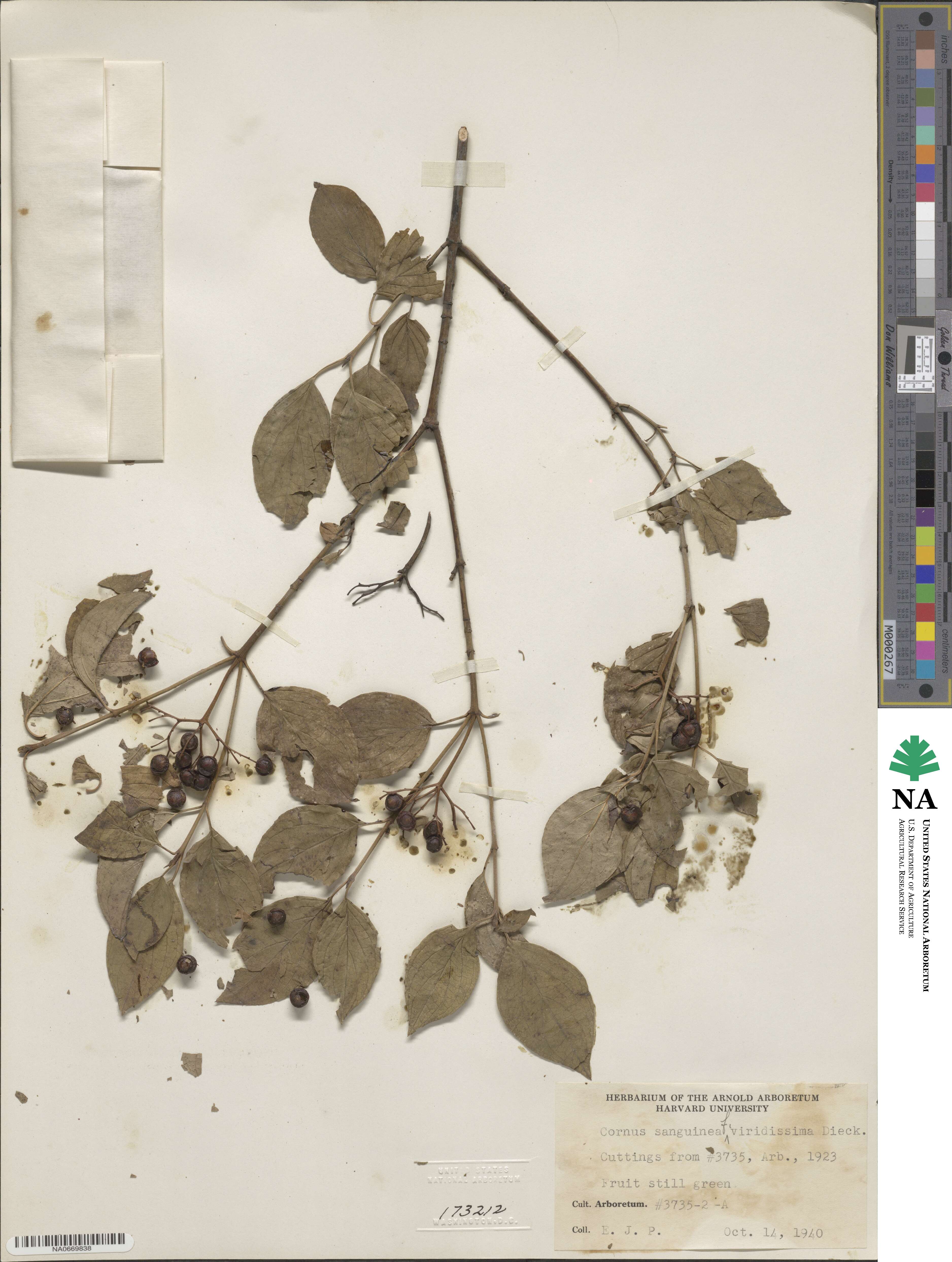 Cornus sanguinea subsp. sanguinea image