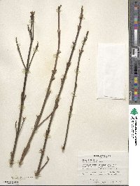 Cornus sericea image