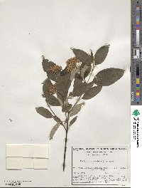 Cornus sericea image