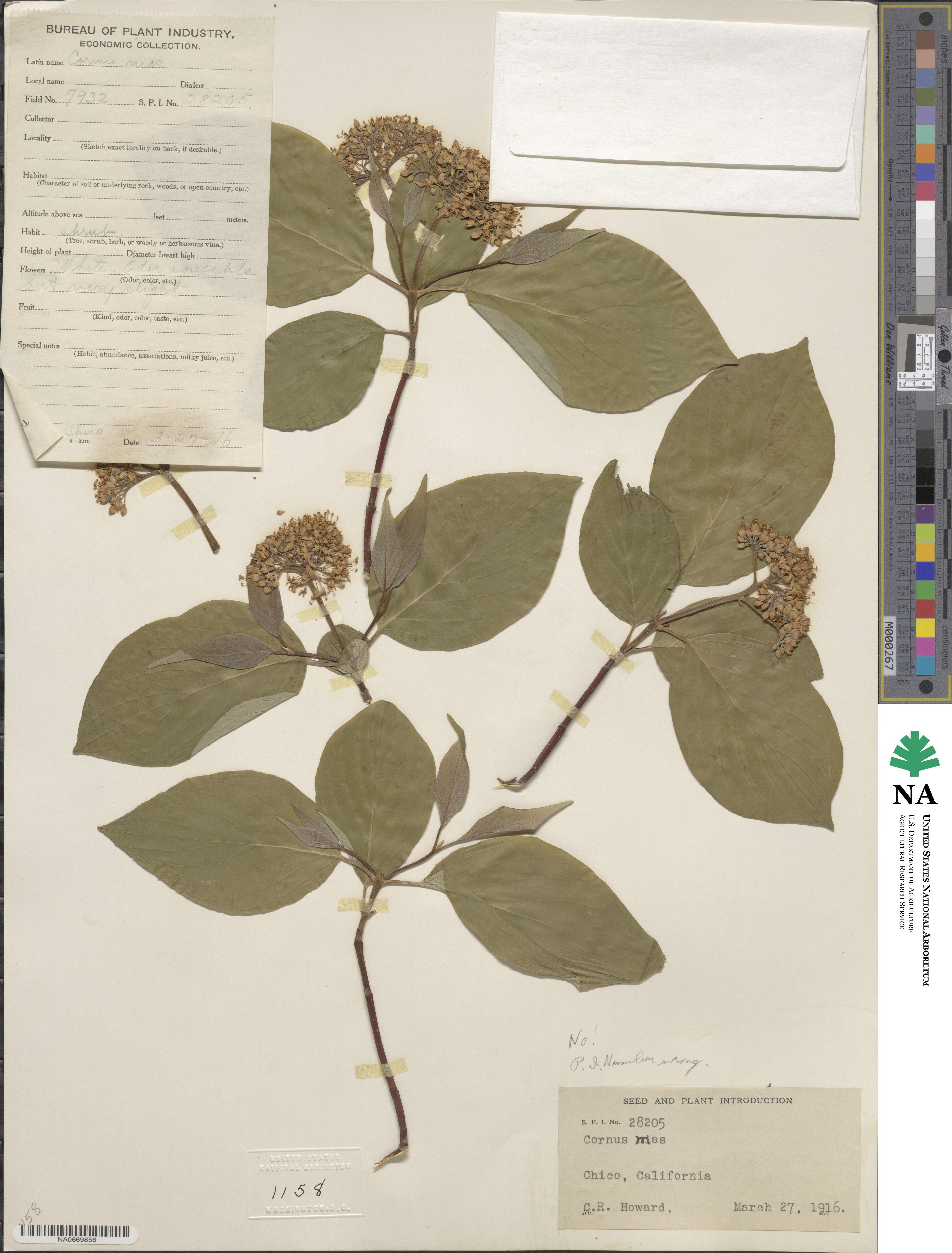 Cornus sericea image