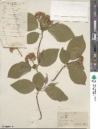 Cornus sericea image
