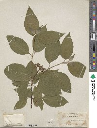 Cornus sericea image