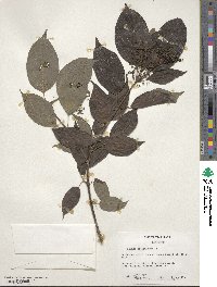 Cornus sericea image