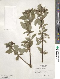 Cornus sericea image