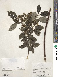 Cornus sericea image