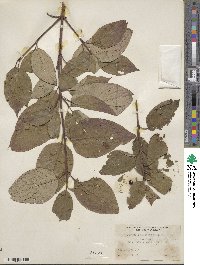 Cornus sericea image