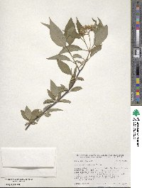 Cornus sericea image