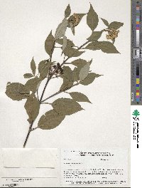 Cornus sericea image