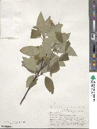 Cornus sericea image