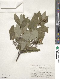 Cornus sericea image