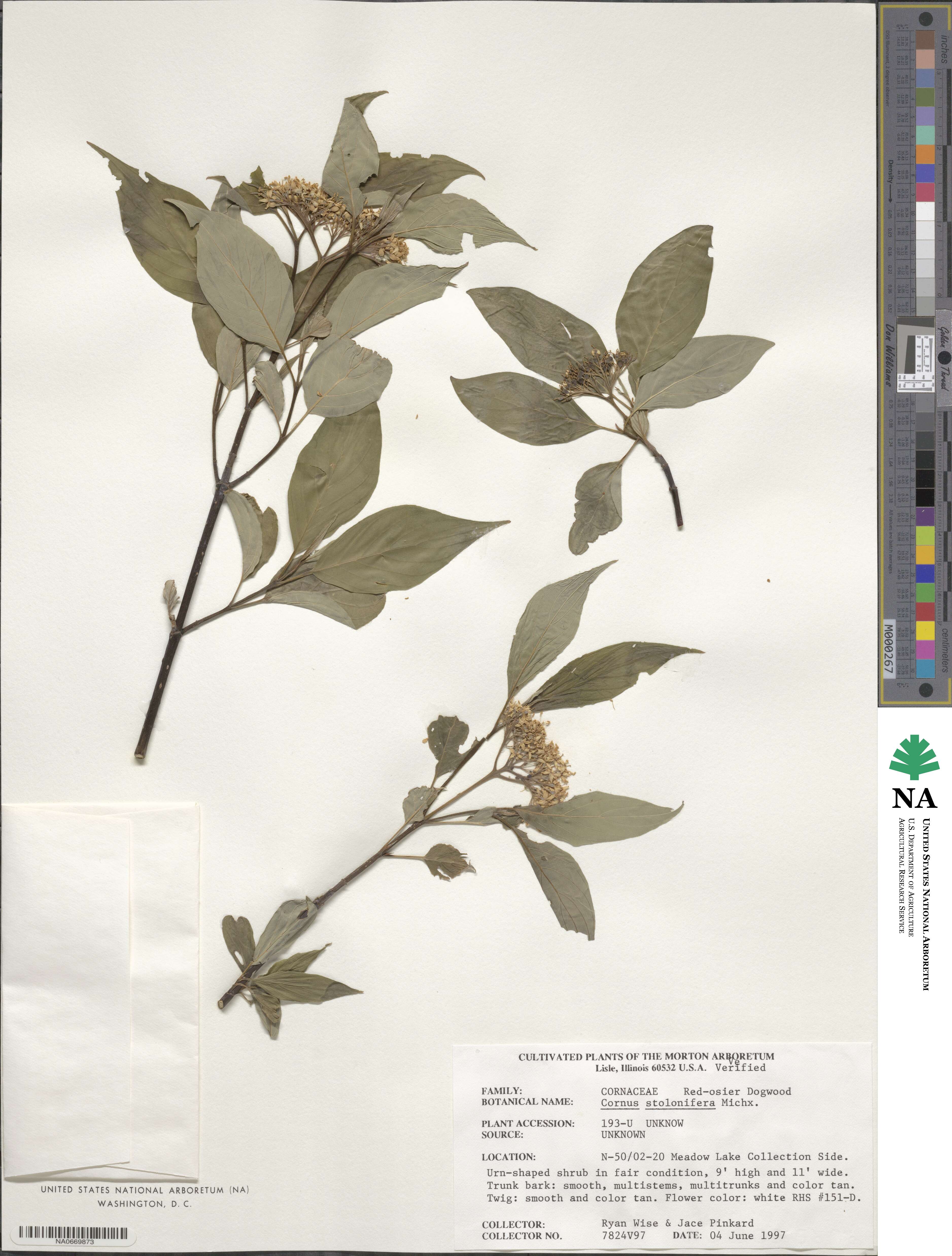 Cornus sericea image