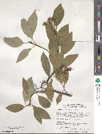 Cornus sericea image