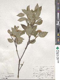 Cornus sericea image
