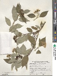 Cornus sericea image