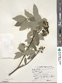 Cornus sericea image