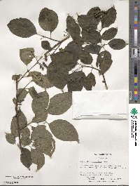 Cornus sericea image