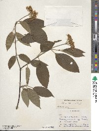 Cornus sericea image