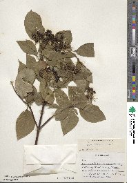 Cornus sericea image
