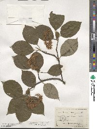 Cornus sericea image